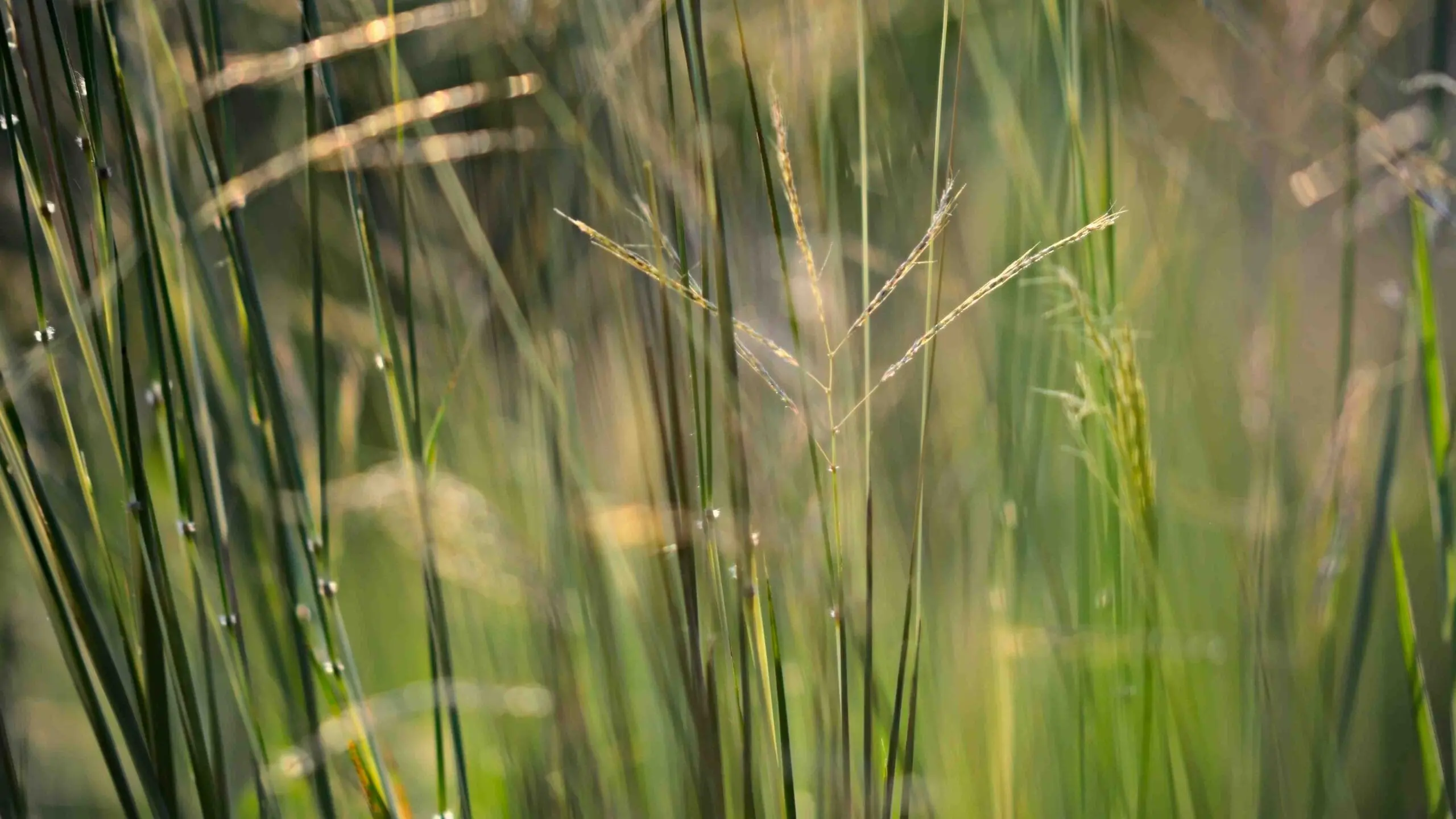 Nahaufnahme von taufrischem Gras mit grünen und gelben Farbtönen – Symbol für Präzision und Schutz bei der technischen Isolierung.