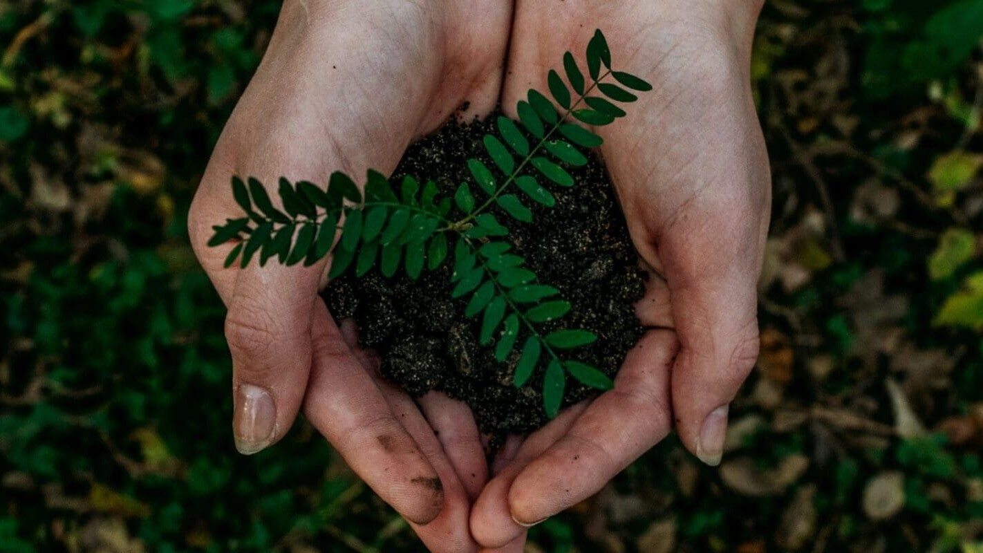 Hände halten vorsichtig einen kleinen grünen Spross in der Erde – ein Symbol für Umweltbewusstsein, Natur und nachhaltige Entwicklung.